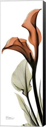 Framed Terracotta Calla Lily Print