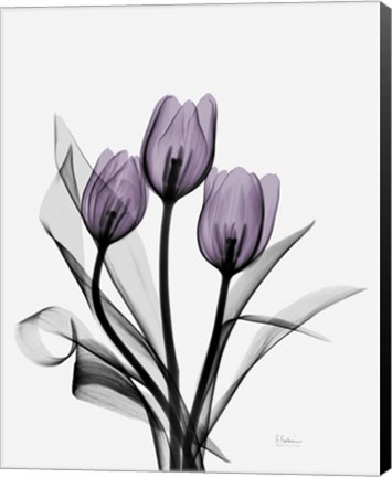 Framed Three Purple Tulips Print