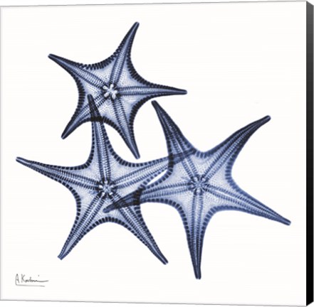 Framed Blue Three Starfish Print