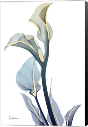 Framed Gold Splash Calla Lily Print