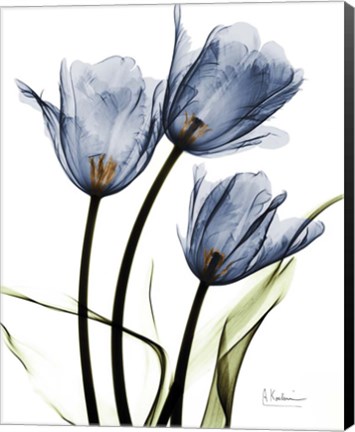 Framed Indigo Infused Tulips Print