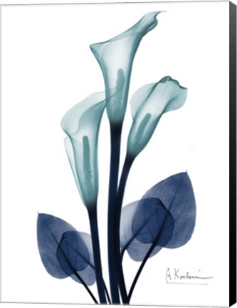 Framed Midnight Calla Lily 1 Print