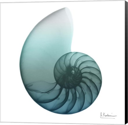 Framed Water Snail 4 Print