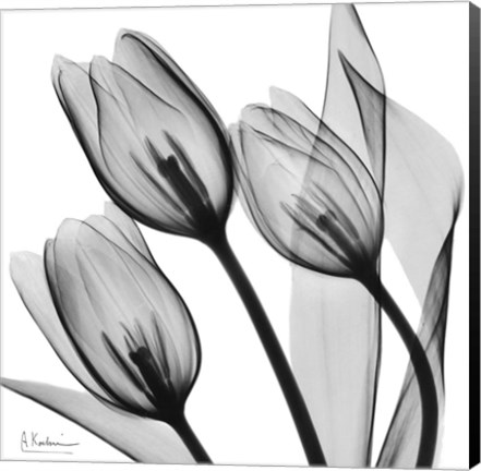 Framed Splendid Monotone Tulips Print