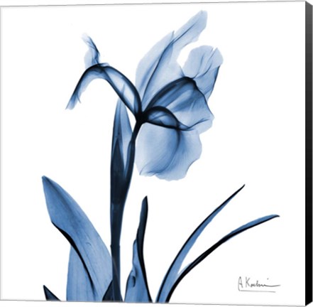 Framed Indigo Iris Print