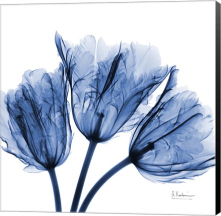 Framed Indigo Stunning Tulips Print