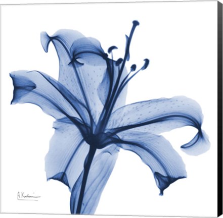 Framed Glorious Indigo Lily Print