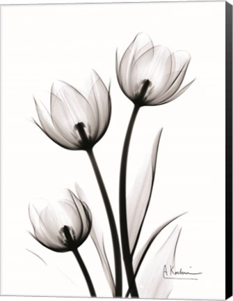 Framed Tulips High Contrast Print