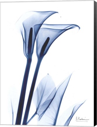 Framed Calla Lily Indigo Print