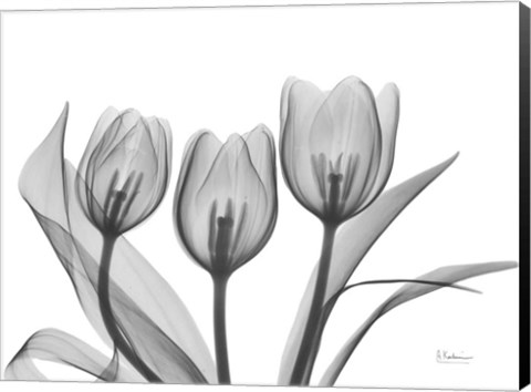 Framed Didiers Tulip Print