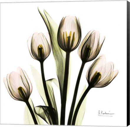 Framed Tulip Print