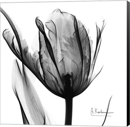 Framed High Contrast Tulip Print