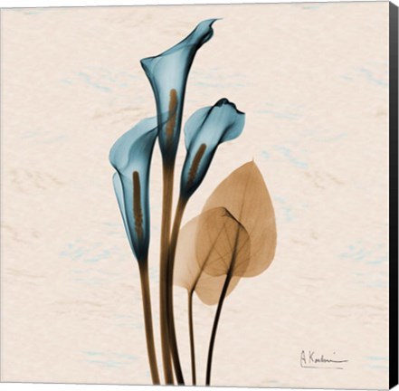 Framed Calla Lily Blue Brown Print