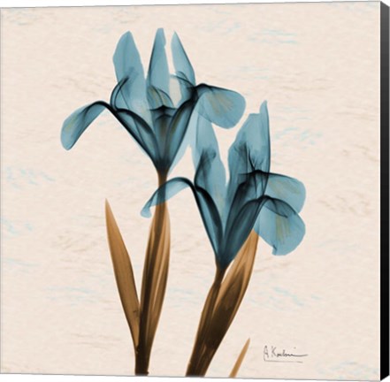 Framed Iris Blue Brown Print