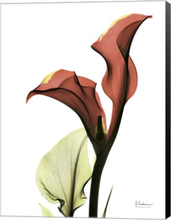 Framed Ruby Calla Lily Print