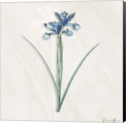 Framed Blue Botanical 2 Print