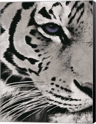 Framed Tiger Purple Eye Print