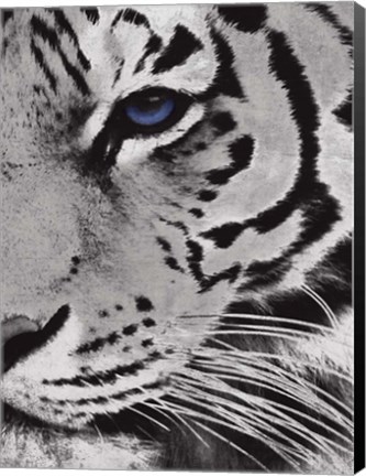 Framed Tiger Purple Eye 2 Print