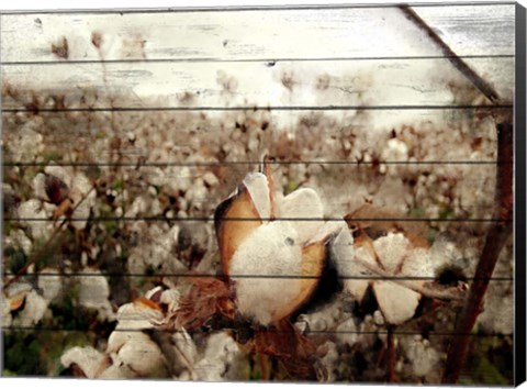 Framed Cotton Field 1 Print