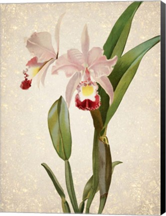 Framed Orchids  2 Print