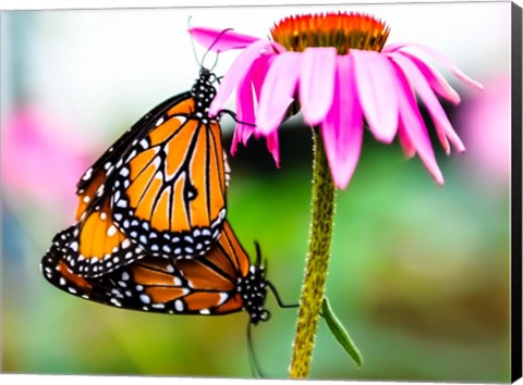 Framed 2 Butteflies Hanging Print