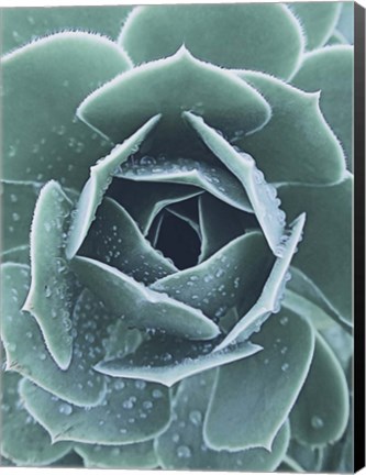 Framed Succulent With Dew 1 Print