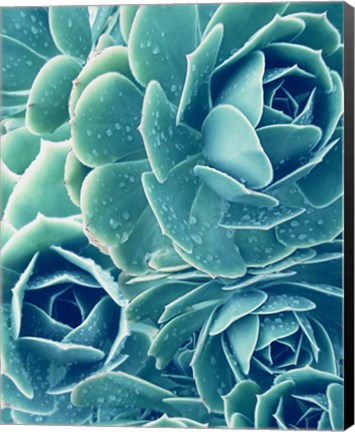 Framed Succulents With Dew 2 Print