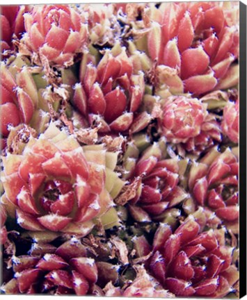 Framed Red Succulents New Born 1 Print