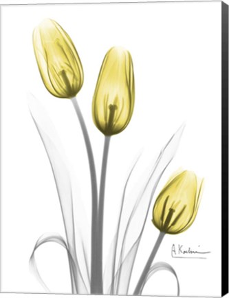 Framed Illuminating Tulip Trio Print