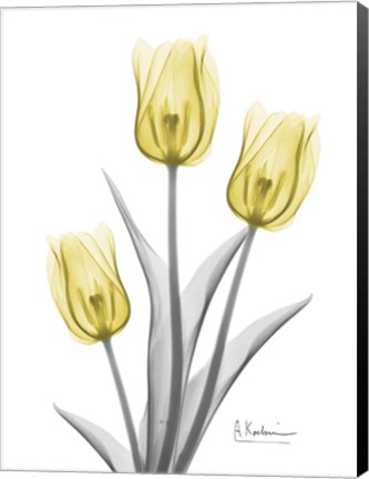 Framed Illuminating Tulip Trio 2 Print