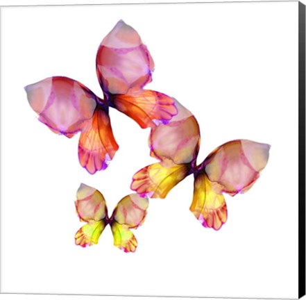 Framed Floral Butterfly Trio Print
