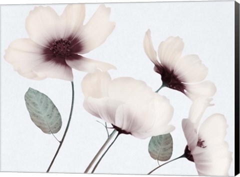 Framed Blooming Youth 1 Print