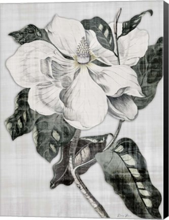 Framed Southern Magnolia 1 Print