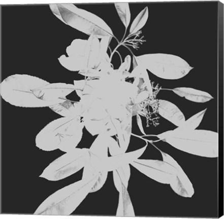Framed Botanical Dark 2 Print