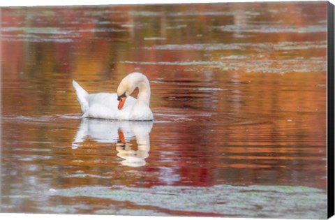 Framed Mill Pond October Print