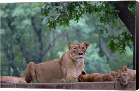 Framed Pride Of Purpose Print