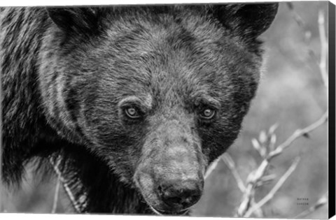 Framed Bear Portrait BW Print