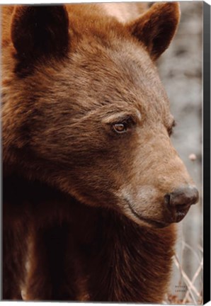 Framed Bear Profile I Print