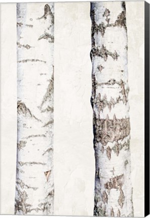 Framed Birches 3 Print