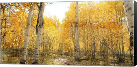 Framed Aspen Pathway Print