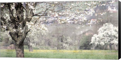 Framed Apple Blossom Print