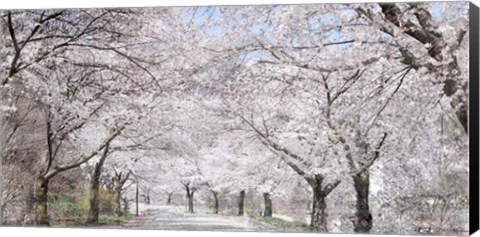 Framed Cherry Blossom Lane Print
