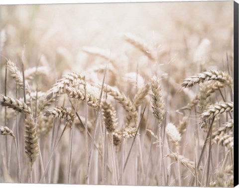 Framed Mute Wheat Field Print