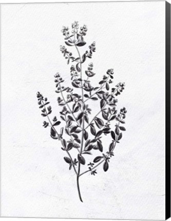 Framed Pressed Herbs 1 Print