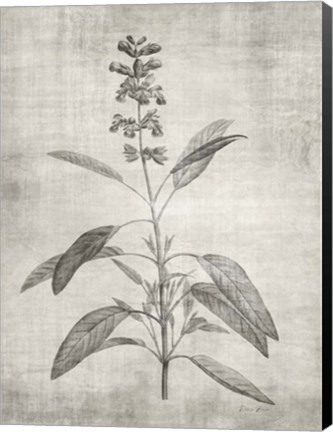 Framed Sepia Botanical 1 Print