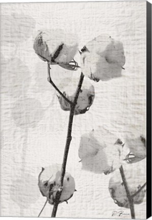 Framed Cotton Stem 2 Print