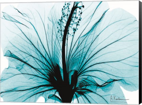 Framed Aqua Hibiscus Print