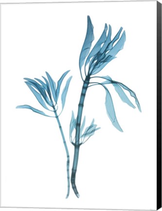 Framed Blue Leucadendron Print