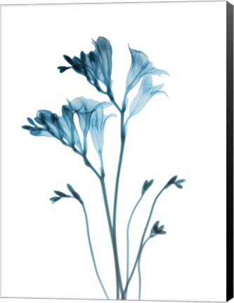 Framed Blue Freesia Print