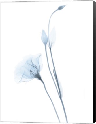 Framed Light Gentian Print